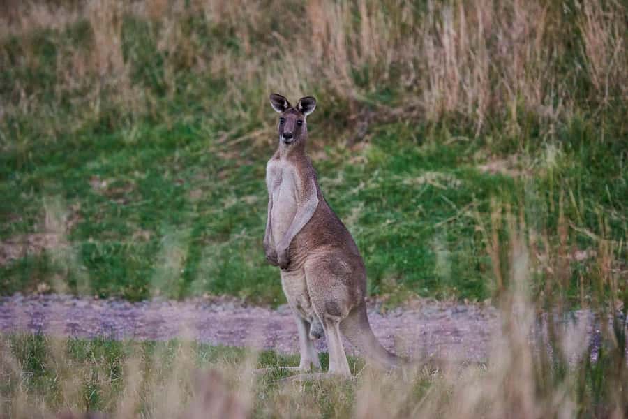 Apollo Bay: Dusk Discovery Great Ocean Road Wildlife Tour - Great Ocean Road Views You Can Use for Photos