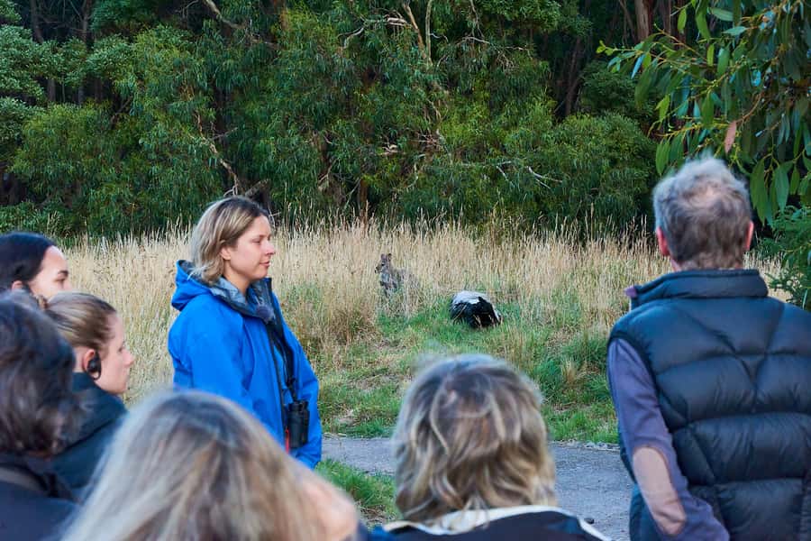 Apollo Bay: Dusk Discovery Great Ocean Road Wildlife Tour - Weather Reality: Rain Can Be Part of the Plan