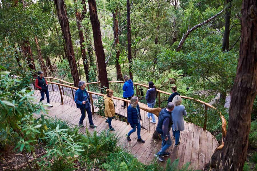 Apollo Bay: Dusk Discovery Great Ocean Road Wildlife Tour - Check In Smoothly Before You Head Into the Bush