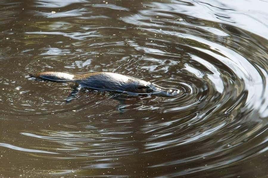 Atherton Tablelands: Lakes, Waterfalls, Rainforest Day Tour - FAQ