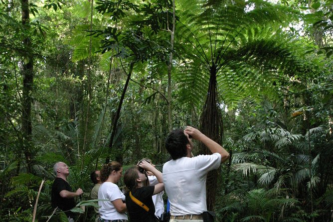 Atherton Tablelands Rain Forest by Night from Cairns - Key highlights to know before you go