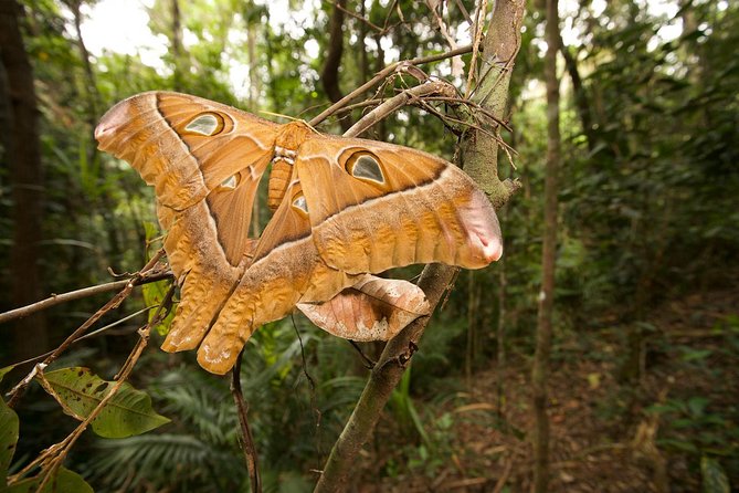 Atherton Tablelands Rain Forest by Night from Cairns - Lake Barrine teahouse: tea over a volcanic crater lake
