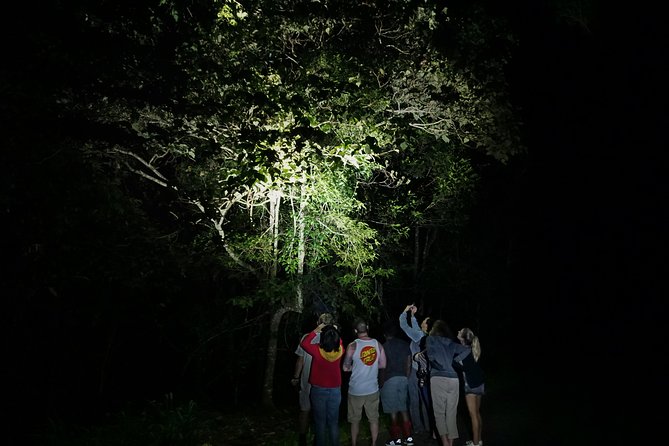 Atherton Tablelands Rain Forest by Night from Cairns - Yungaburra dinner: a heritage village break between hikes