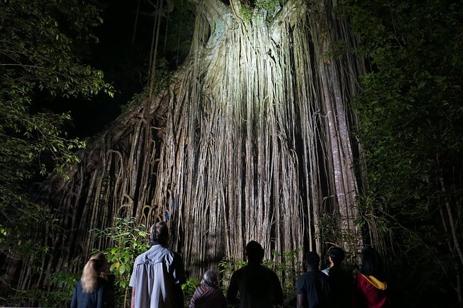 Atherton Tablelands Rain Forest by Night from Cairns - Curtain Fig National Park at night: spotlights, geckos, and platypus odds