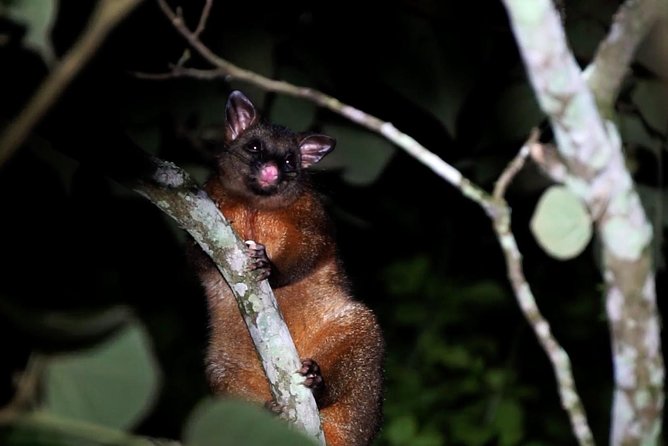 Atherton Tablelands Rain Forest by Night from Cairns - Value check: does $157.79 make sense for this night safari?