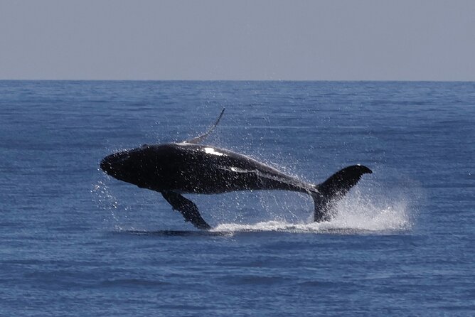Augusta Whale Watching Eco Tour - Augusta whale season, and why timing matters more than luck