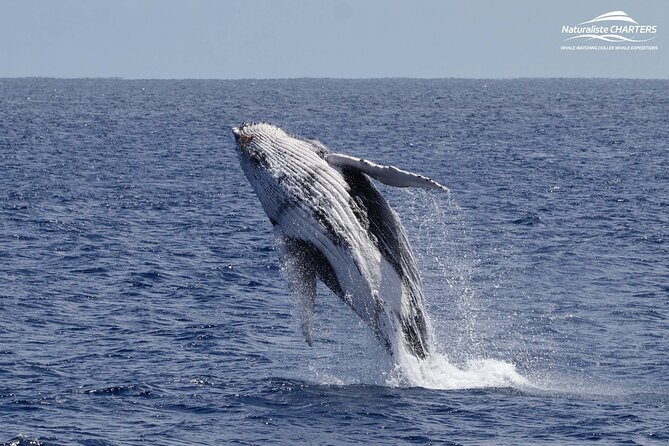 Augusta Whale Watching Eco Tour - Your marine science guide: what makes the spotting feel easier