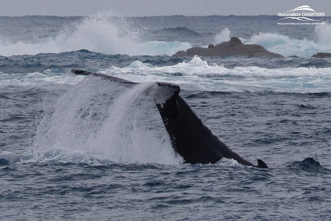 Augusta Whale Watching Eco Tour - Who this Augusta eco cruise is best for