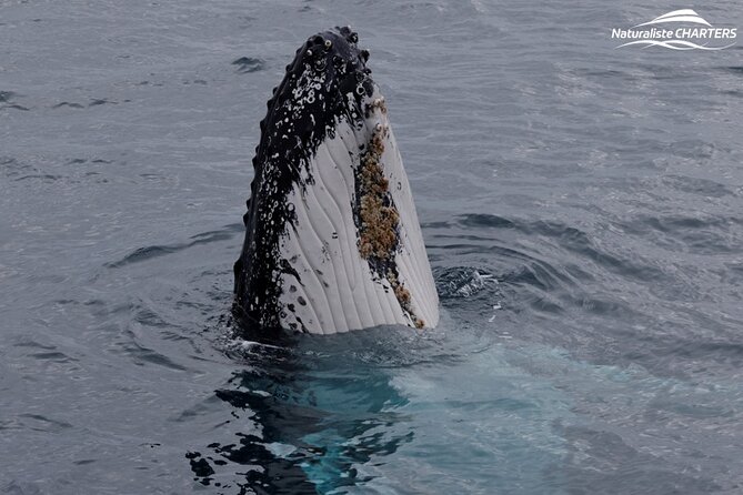 Augusta Whale Watching Eco Tour - Small practical tips to help your day go smoothly