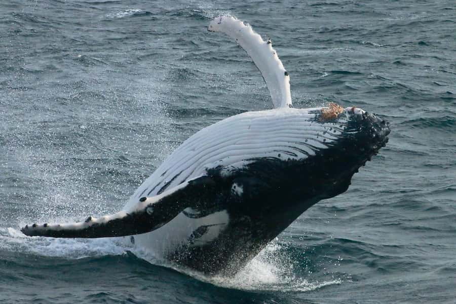 Augusta: Whale Watching Tour - Flinders Bay whale watching from Augusta, where two waters meet