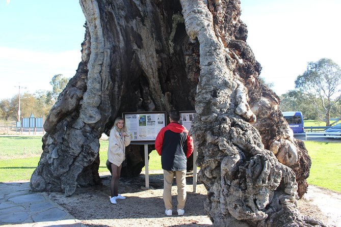 Barossa and Hahndorf Day Trip from Adelaide Including Wine Tasting and Lunch - Jacob’s Creek Cellar Door, vineyard touring, and your first tastings