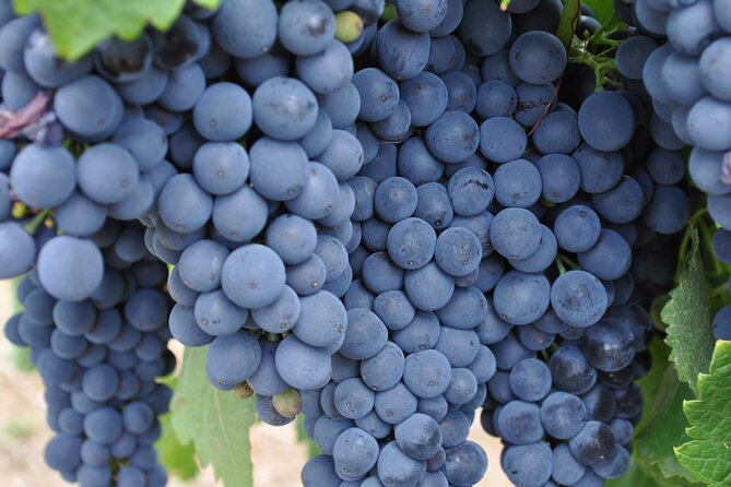 Barossa and Hahndorf Wine Tasting and Sightseeing Tour - Getting Picked Up and Settling In for an 8-Hour Loop