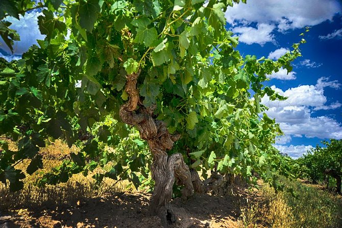 Barossa Valley Full-Day Tour - Stop 5: Chateau Tanunda (45 Minutes of Premium Heritage Tastings)