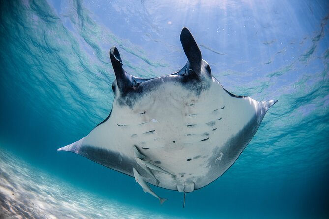Best of Ningaloo Mantas and More - Key highlights I think you will care about