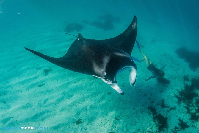 Best of Ningaloo Mantas and More - Ningaloo Marine Interactions: the 5-hour snorkeling stretch that drives the whole day