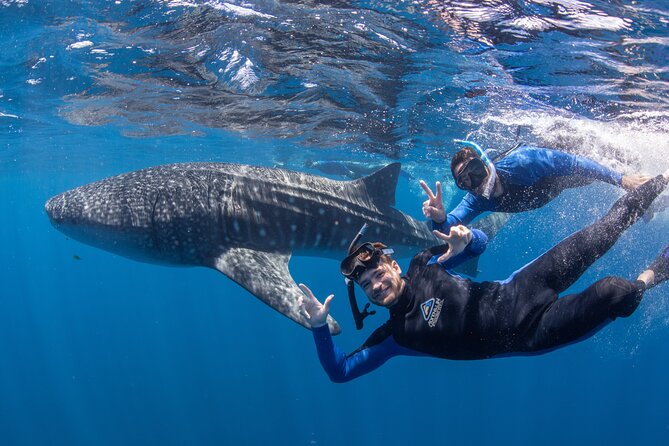 Best of Ningaloo Mantas and More - Gear, wetsuits, and comfort: what is included and how to stay warm