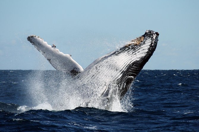 Best of Ningaloo Mantas and More - Who this Ningaloo manta and more tour is for
