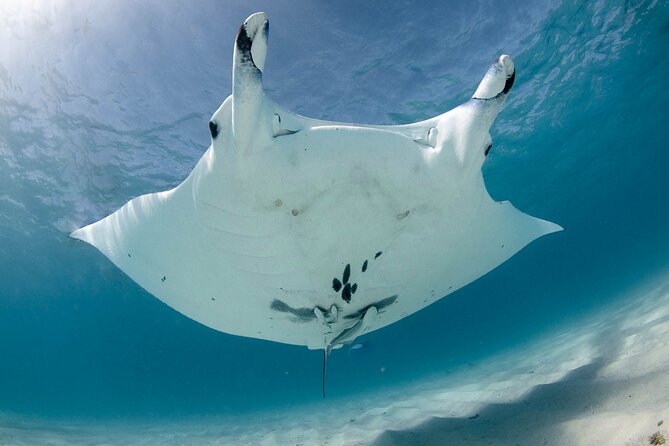 Best of Ningaloo Mantas and More - Wildlife expectations: mantas, tiger sharks, turtles, and the full mix