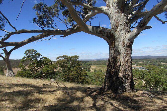 Big Red Full Day Private Tour - Lyndoch: lavender, rose gardens, and more cellar door choices