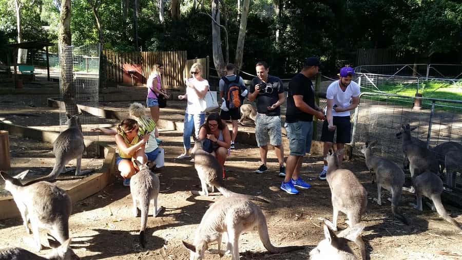 Blue Mountains: Aboriginal Experience Day Tour from Sydney - From Sydney CBD to the Blue Mountains, minus the hassle