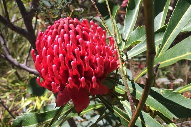 Blue Mountains Day Tour Including Parramatta River Cruise - Wentworth Falls Lookout (or Leura Cascades): The Walk That Gives You the Payoff