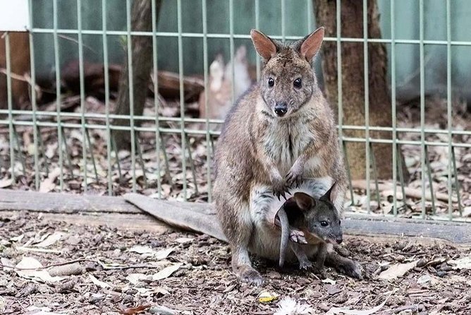 Blue Mountains Tour PRIVATE with Wildlife Park and River Cruise - Wildlife sanctuary stop: koalas and kangaroos up close