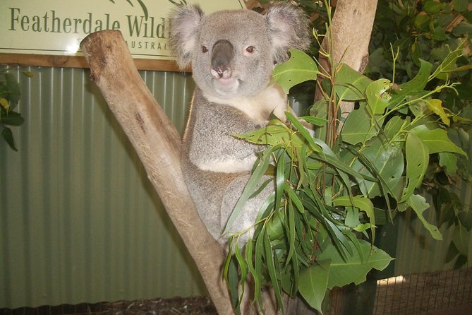 Blue Mountains Tour PRIVATE with Wildlife Park and River Cruise - Blue Mountains first: World Heritage viewpoints and big altitude moments