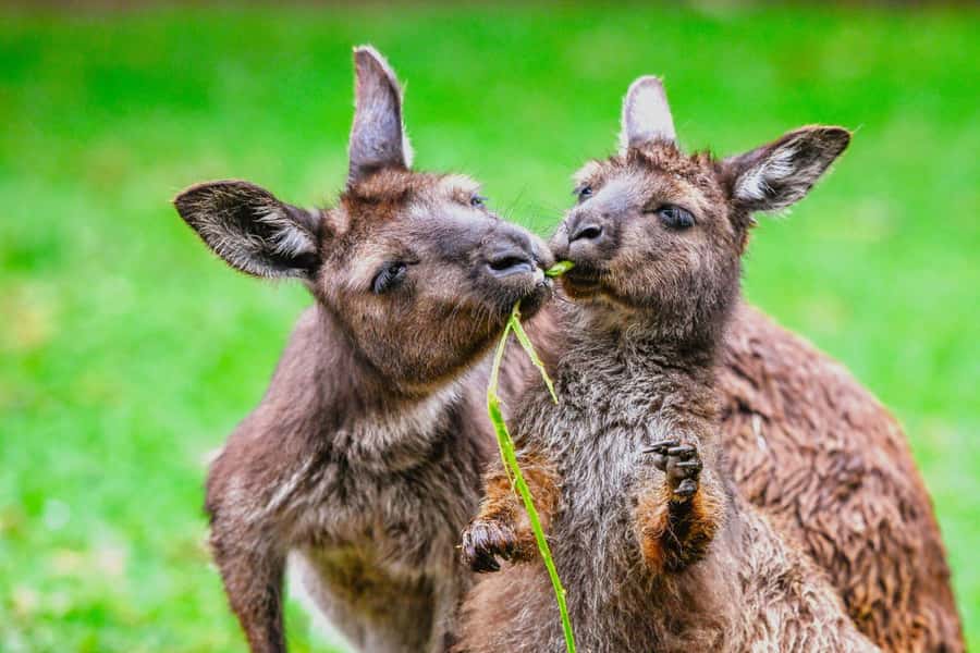 Blue Mountains Tour with Scenic World, Zoo&Bilingual Driver - Scenic World with an Unlimited Pass: do all three rides, and plan for queues