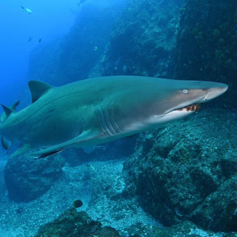 Bondi: Shark Dive at Bushrangers Bay for Certified Divers - Key highlights to know before you go