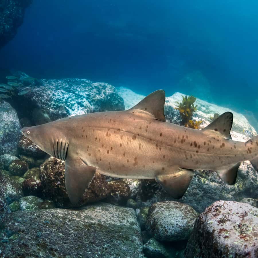 Bondi: Shark Dive at Bushrangers Bay for Certified Divers - Grey Nurse Sharks at Bushrangers Bay, just south of Sydney