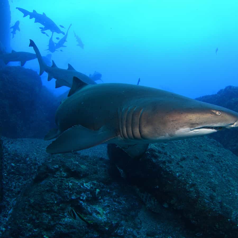 Bondi: Shark Dive at Bushrangers Bay for Certified Divers - Bondi meet-up and the 2-hour road trip to the South Coast