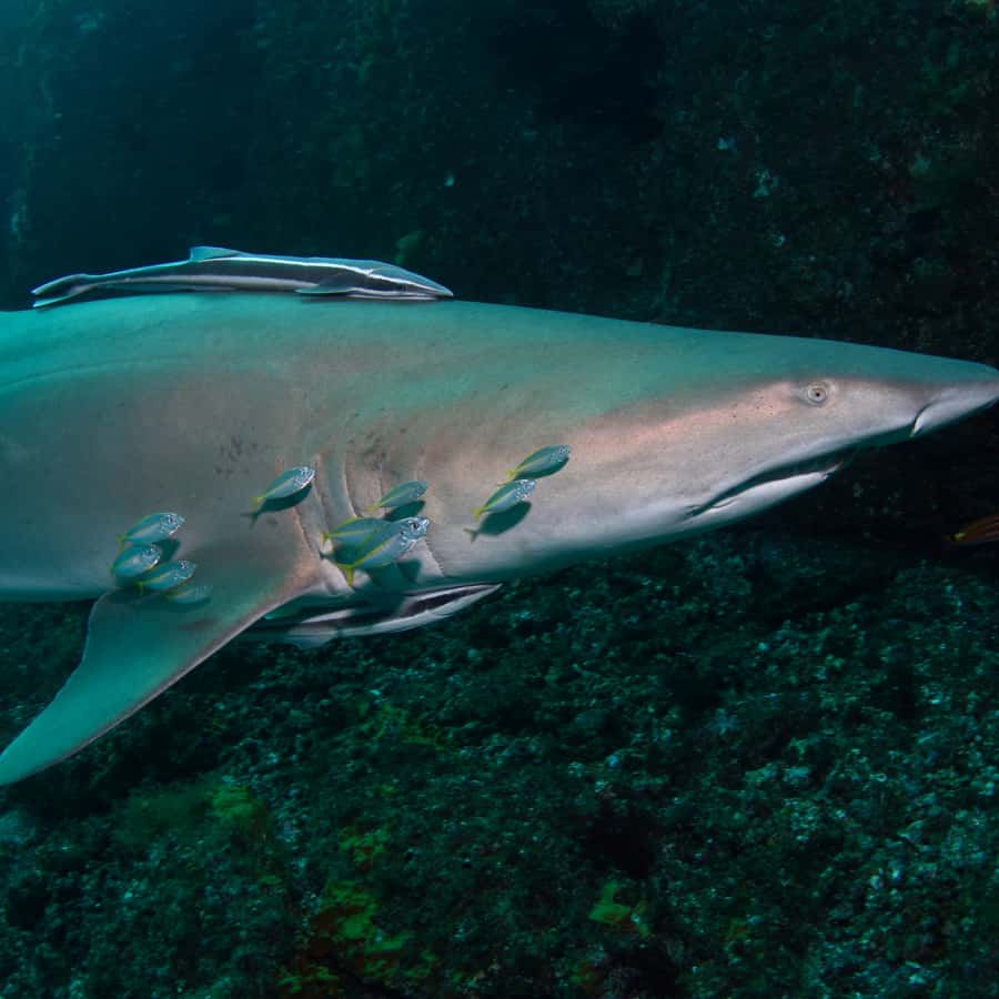 Bondi: Shark Dive at Bushrangers Bay for Certified Divers - The first shore session: watching grey nurse sharks near the shoreline