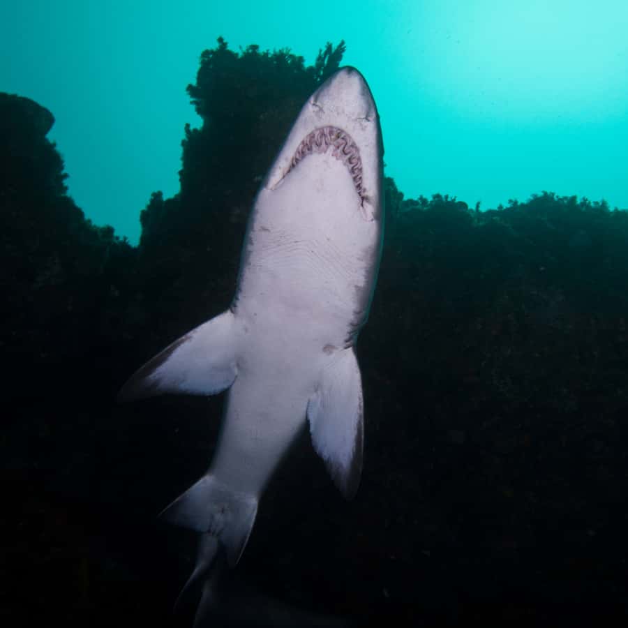 Bondi: Shark Dive at Bushrangers Bay for Certified Divers - Shellharbour break: why the 1-hour pause is not wasted time