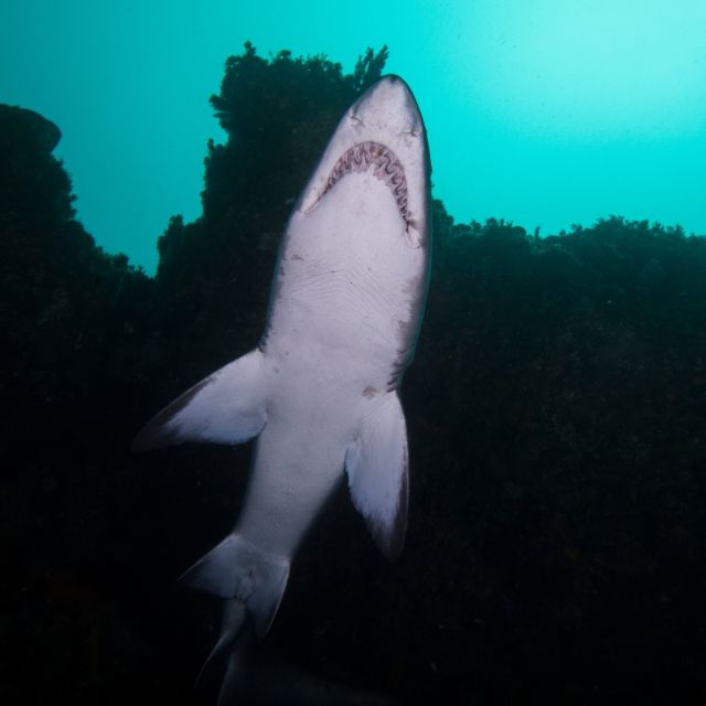 Bondi: Shark Dive at Bushrangers Bay for Certified Divers - Small group size: what max 5 really changes