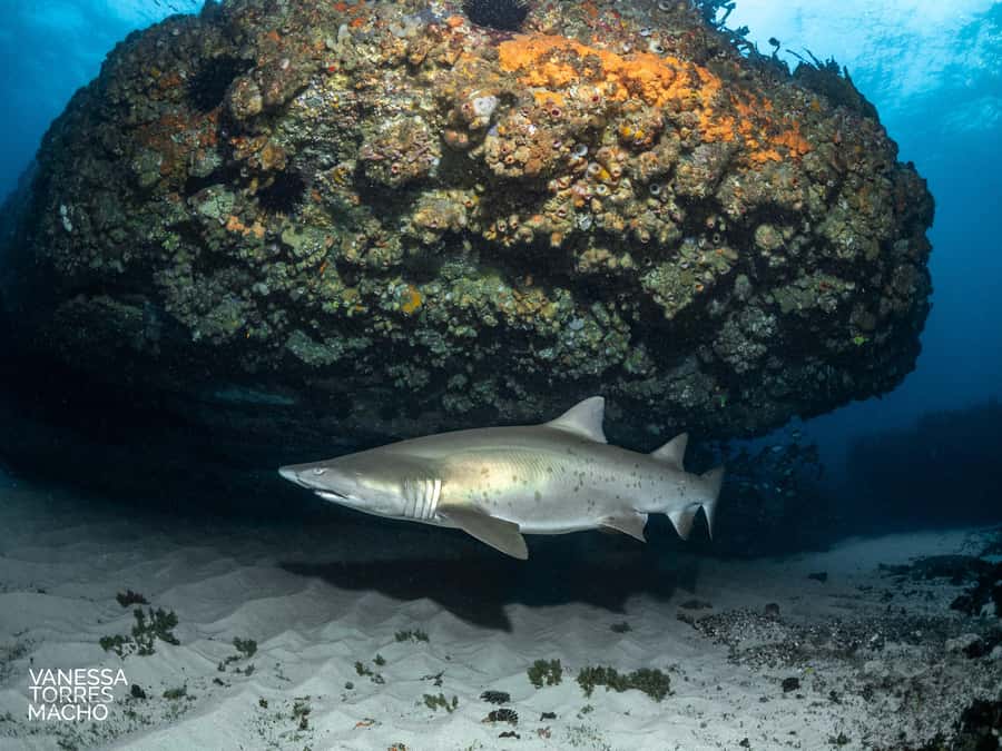 Bondi: Shark Dive at Bushrangers Bay for Certified Divers - Price and time: what $272 is really paying for
