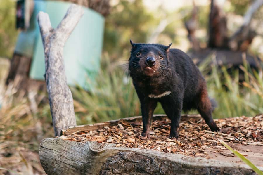 Bonorong Wildlife Sanctuary Half-Day Tour from Hobart - Should you book this Bonorong Wildlife Sanctuary half-day tour from Hobart?
