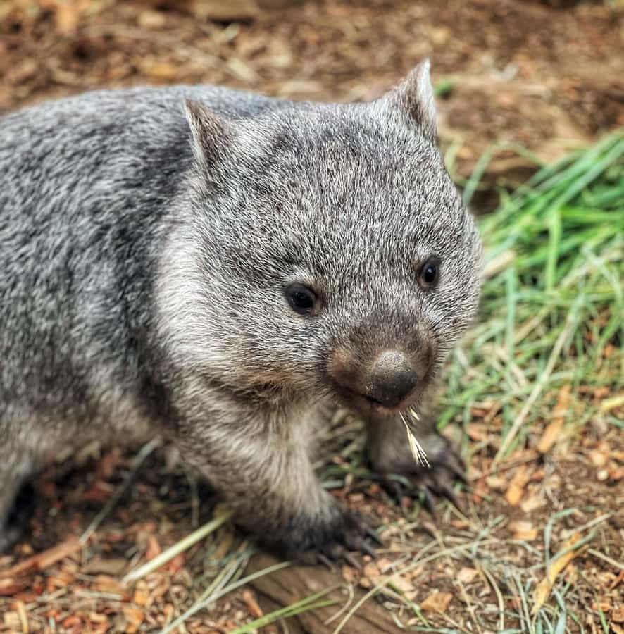 Bonorong Wildlife Sanctuary Half-Day Tour from Hobart - Richmond Historic Village: Coal River strolls and the convict-era bridge you can actually see