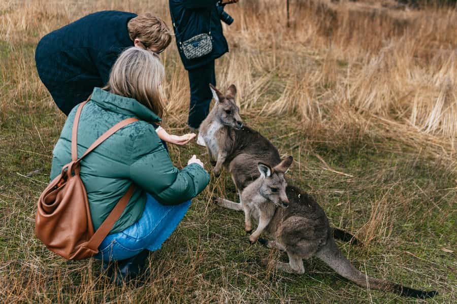 Bonorong Wildlife Sanctuary Half-Day Tour from Hobart - Bonorong Wildlife Sanctuary: Tasmanian Devil time, hand-feeding, and close encounters