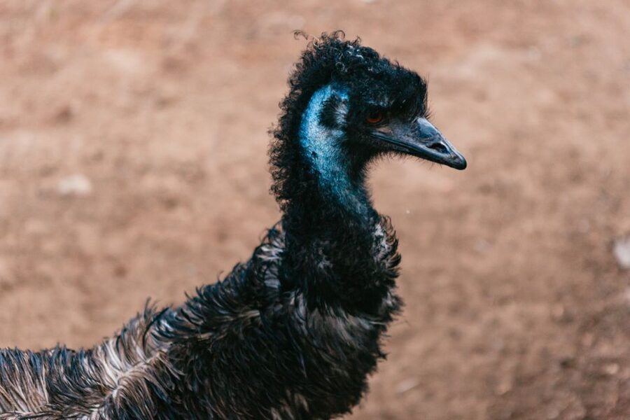 Bonorong Wildlife Sanctuary Half-Day Tour from Hobart - Photo moments and animal etiquette, so you get the best out of your one hour