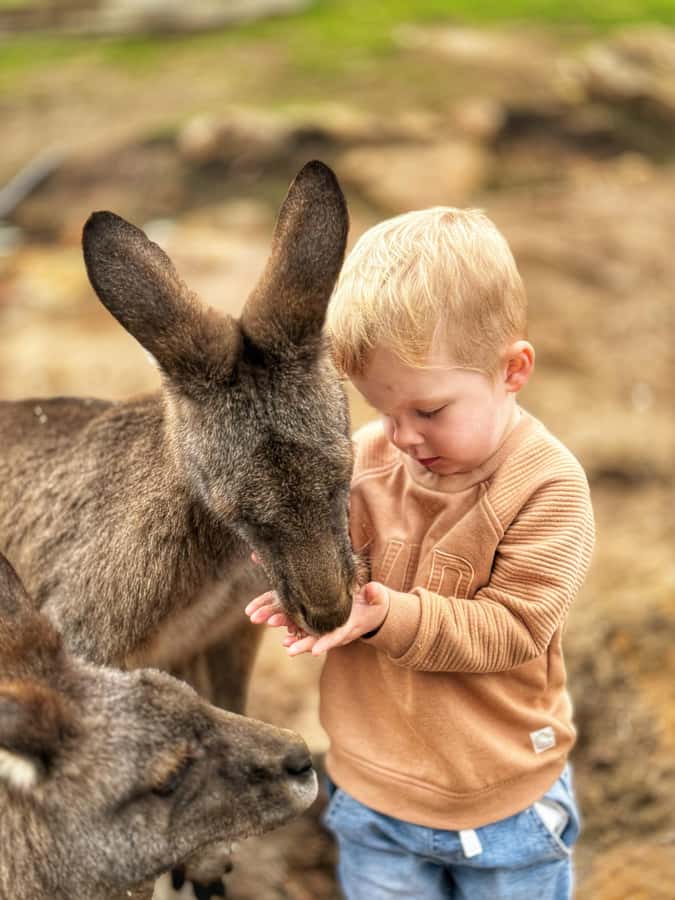 Bonorong Wildlife Sanctuary Half-Day Tour from Hobart - Getting There From Brooke Street Pier, and Why the Coach Ride Matters