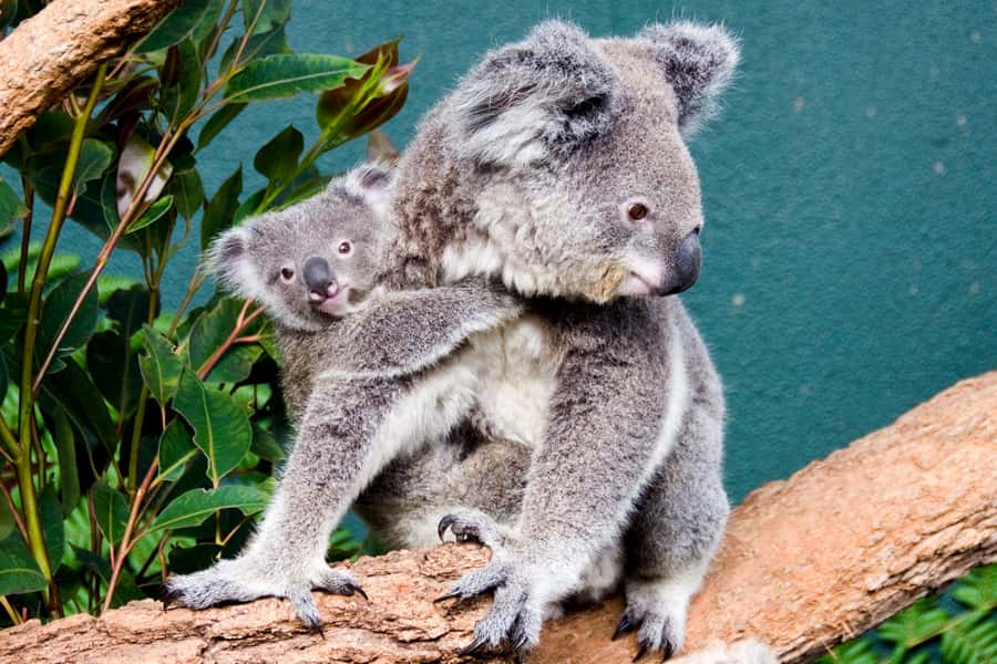 Breakfast with Koalas at WILD LIFE Zoo Darling Harbour - Key points to know before you go