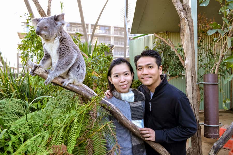 Breakfast with Koalas at WILD LIFE Zoo Darling Harbour - Koala buffet breakfast: food, feeding moments, and your photo