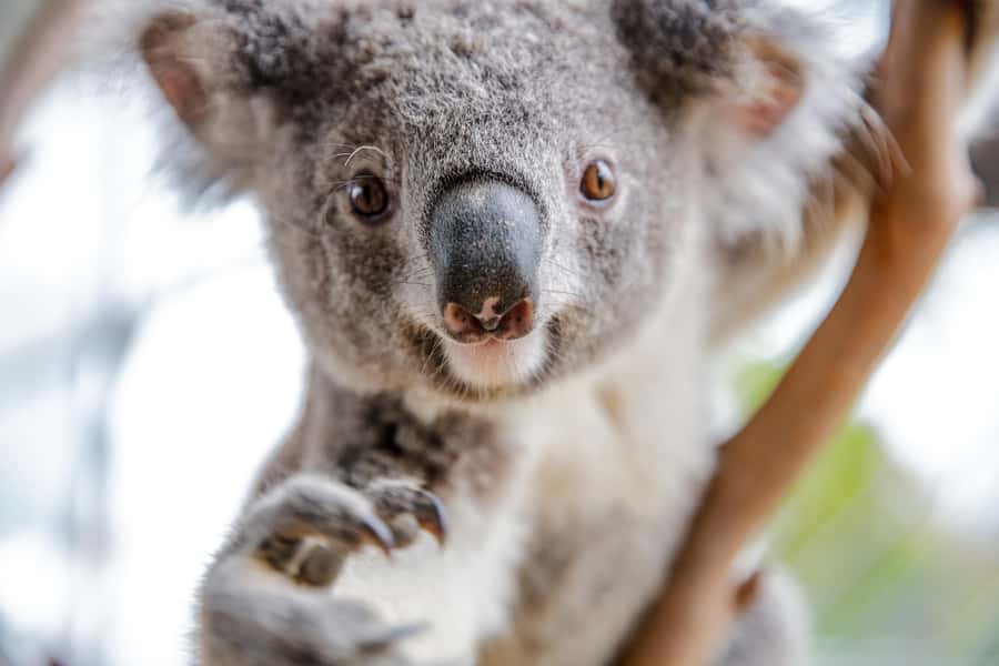 Breakfast with Koalas at WILD LIFE Zoo Darling Harbour - After breakfast, use your all-day zoo access