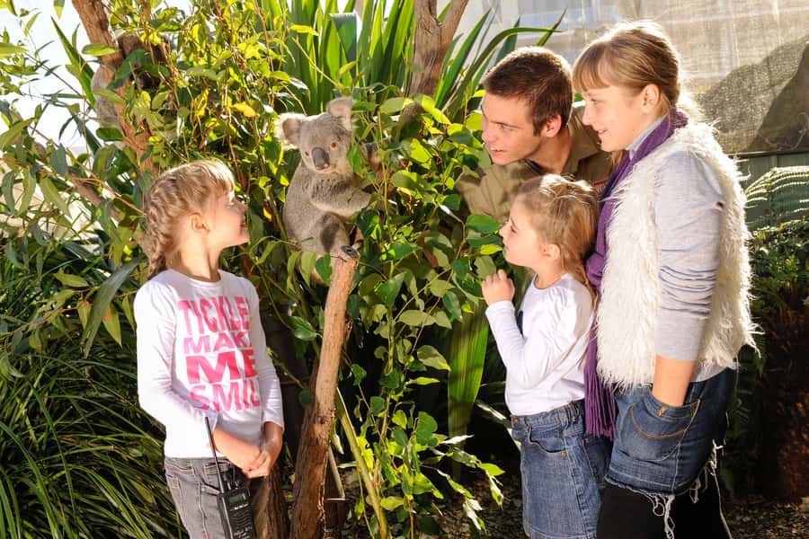 Breakfast with Koalas at WILD LIFE Zoo Darling Harbour - Price and value: does $63 for 2 hours make sense?
