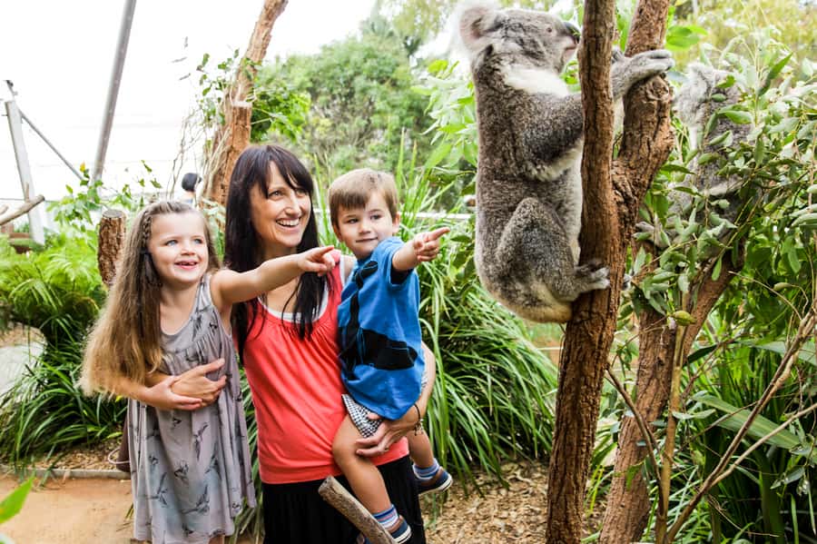 Breakfast with Koalas at WILD LIFE Zoo Darling Harbour - Should you book Breakfast with Koalas at WILD LIFE Zoo Darling Harbour?