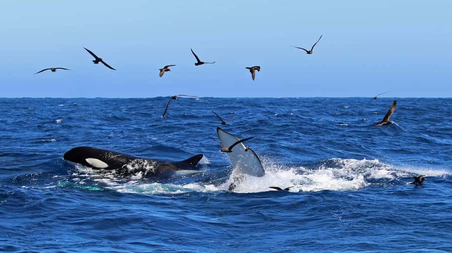 Bremer Bay: Bremer Canyon Killer Whale Expedition - Bremer Canyon’s killer whale focus, and why this route matters