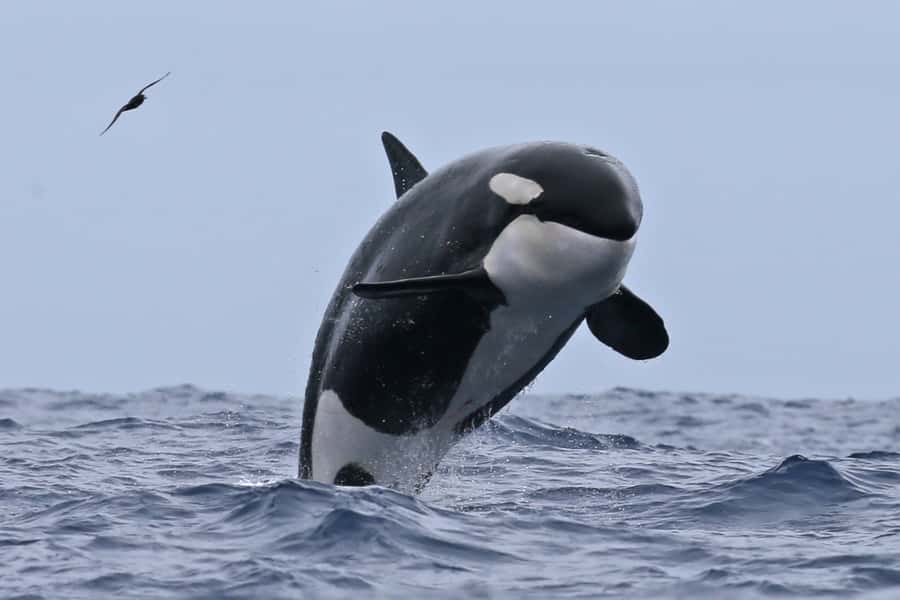 Bremer Bay: Bremer Canyon Killer Whale Expedition - Alison Maree comfort: built for the Southern Ocean, not a postcard day