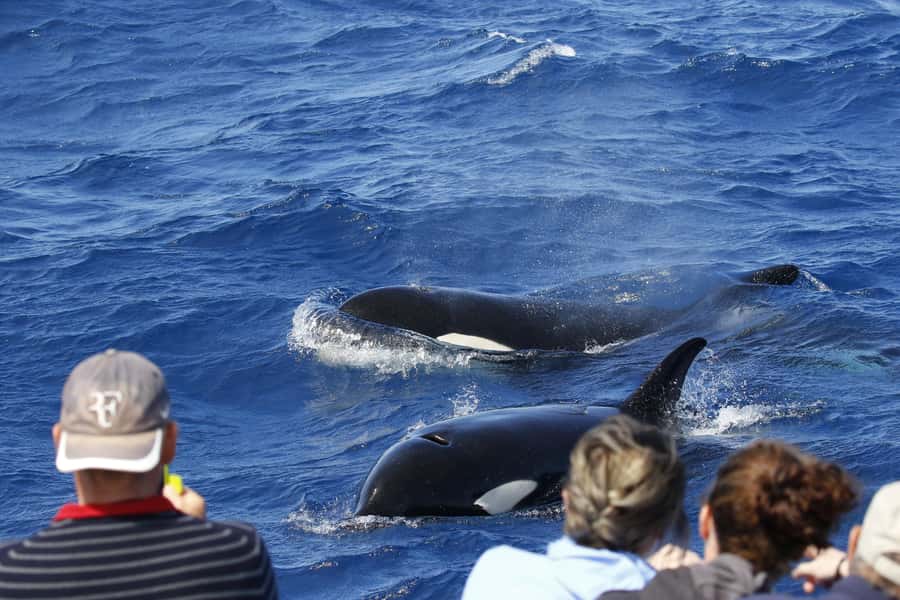 Bremer Bay: Bremer Canyon Killer Whale Expedition - How the marine biologist makes your whale spotting faster
