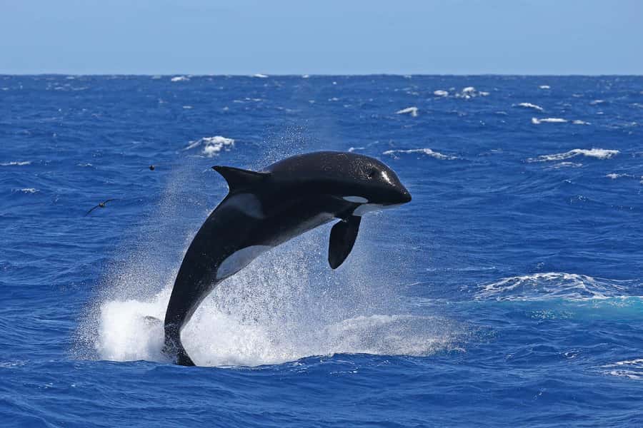 Bremer Bay: Bremer Canyon Killer Whale Expedition - Who this fits best, and who should skip it