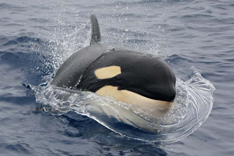 Bremer Canyon Orca Experience from Bremer Bay - Key highlights to know before you go